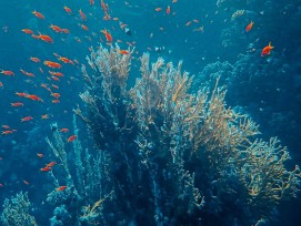 Korallenriff (Symbolbild)