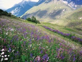 Wiese Blumen Unterengandin