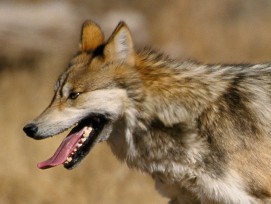 Mexikanischer Wolf