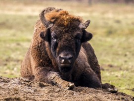 Wisent