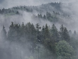 Wald im Dunst