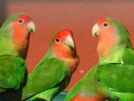 Rosenköpfchen-Papageien