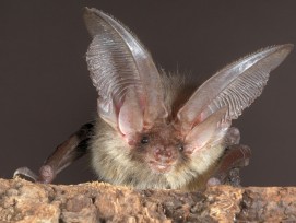 Fledermaus