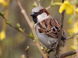 Hausspatz oder Haussperling