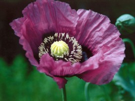 Schlafmohn