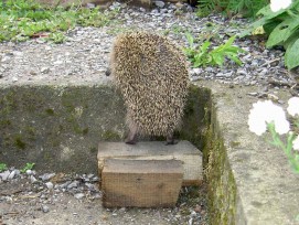 Zwischenstufe bei Treppe für Igel