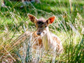 Rehkitz im Gras