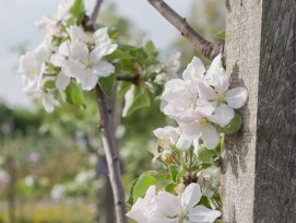 Obstgarten in den Merian Gärten