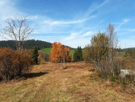 Hochmoor in Rothenthurm