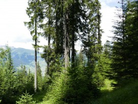 Wald in Graubünden