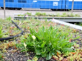 Pflanzentrog für VBZ-Tramhaltestellen in Zürich