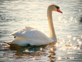 Schwan (Schmuckbild)