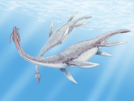 Pleiosaurus (Illustration)