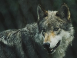 2120_wolf