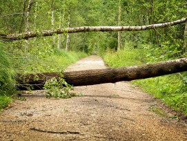 Sturmschaden Baum