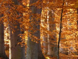 Buchenwald