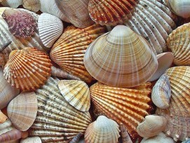 2123_muscheln