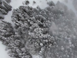 Winterwald von oben