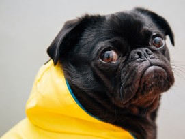 Mops