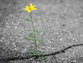 Blume auf Asphalt (Schmuckbild)