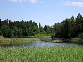 Fischbacher Moos Hochmoor in Fischbach-Göslikon Aargau