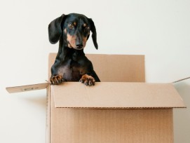 Hund im Karton