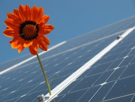 Blume auf Solaranlage