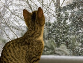 Katze am Fenster (Symbolbild)