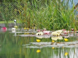 Natur-Teich