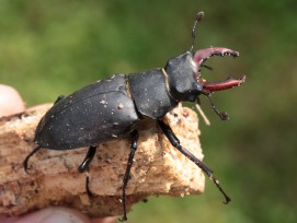 Hirschkäfer Lucanus cervus