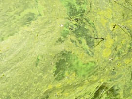Cyanobakterien Blaualgenblüte in einem Teich