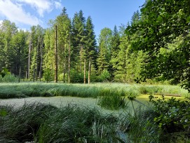 Weiher Naturerlebnispark Jorat