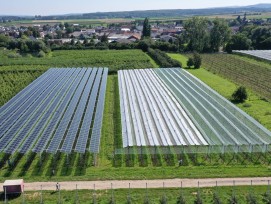 Agri-PV-Anlage bei einer Obstkultur in Gelsdorf im deutschen Rheinland