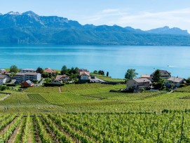Weingebiet Lavaux am Genfersee Kanton Waadt