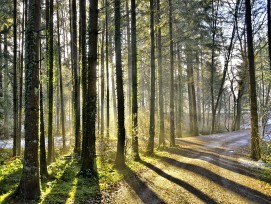 Näniker Hardwald