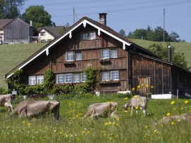 Kühe vor Bauernhaus in Appenzell Ausserrhoden