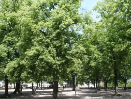 Lindenhof in Zürich