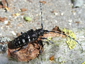 Asiatischer Laubholzbockkäfer