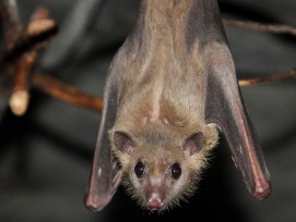 Ägyptische Fruchtfledermaus