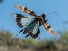 Blauflügelige Ödlandschrecke Tier des Jahres 2023