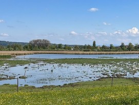 Neeracherried Flachmoor in Zürich