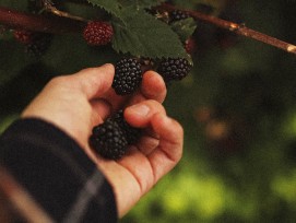 Brombeeren (Symbolbild)