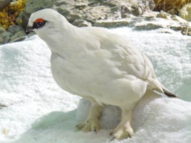 Alpenschneehuhn im Winterkleid