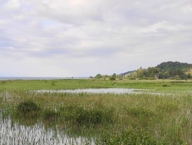 Grande Cariçaie, Blick auf Schilf und See.