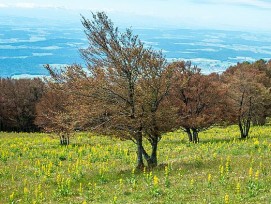 Buchen auf einer Wiese