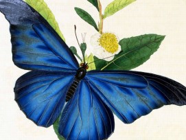 Morpho Rhetenor, Illustration von Edward Donavan (1768-1837)