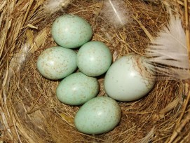 Kuckucksei (rechts) in einem Nest mit hellblauen Spiegelrotschwanz-Eiern