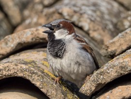 Nest Gebäudebrüter Haussperling