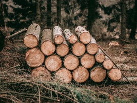 Gefällte Baumstämme im Wald