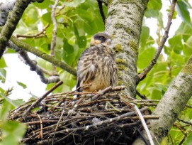 Nest eines Baumfalken